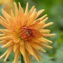 Blume_DDD5733_Bildgröße ändern